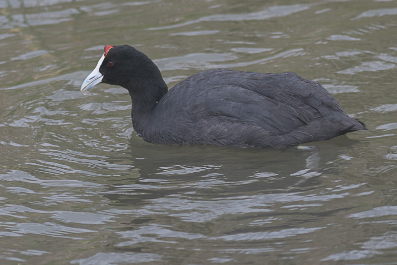 Knobbelmeerkoet